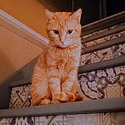 Mimi a rejoint le concours — aidez-le/la à gagner de superbes lots ! cat, ginger_cat, stairs, indoor, animal, pet, feline, curious, patterned_floor, quiet, sitting, orange_fur, whiskers, paws, tail, home, domestic, alone, looking_down, calm