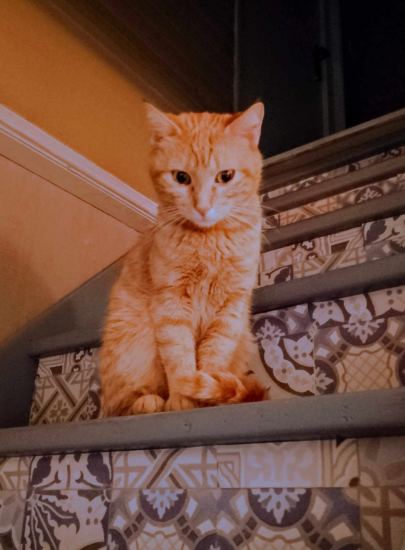 Mimi a rejoint le concours — aidez-le/la à gagner de superbes lots ! cat, ginger_cat, stairs, indoor, animal, pet, feline, curious, patterned_floor, quiet, sitting, orange_fur, whiskers, paws, tail, home, domestic, alone, looking_down, calm