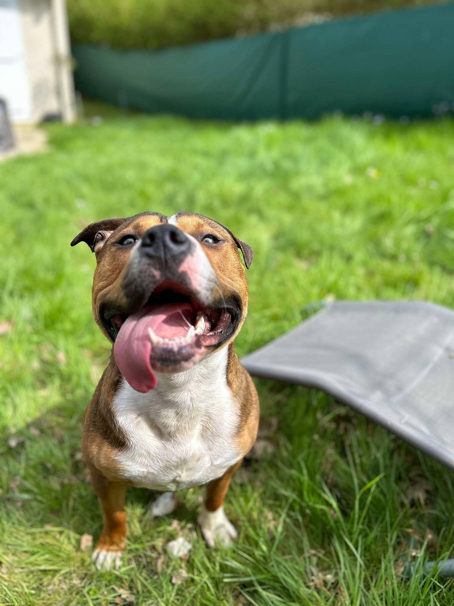 Tago participe au concours pour gagner de l'argent avec cette photo : canidae, carnivore, collar, companion_dog, dog, dog_breed, dog_collar, fang, fawn, grass, guard_dog, hound, lawn, liver, molosser, plant, snout, sporting_group, whiskers, working_dog