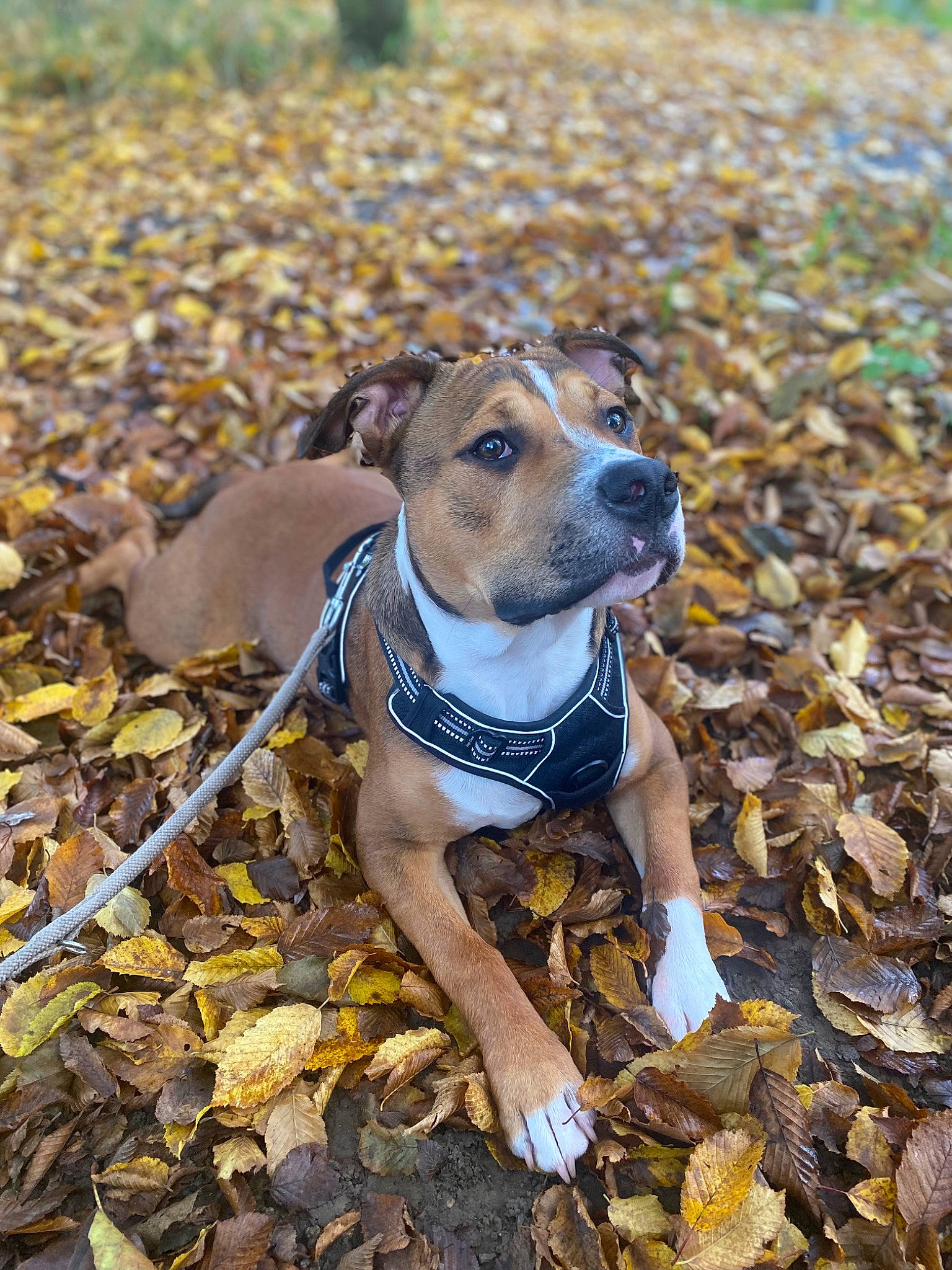 Tago participe au concours pour gagner de l'argent avec cette photo : autumn, canidae, carnivore, collar, companion_dog, dog, dog_breed, dog_collar, dog_supply, fawn, hound, non_sporting_group, pet_supply, rampur_greyhound, sighthound, snout, soil, sporting_group, terrestrial_animal, working_animal