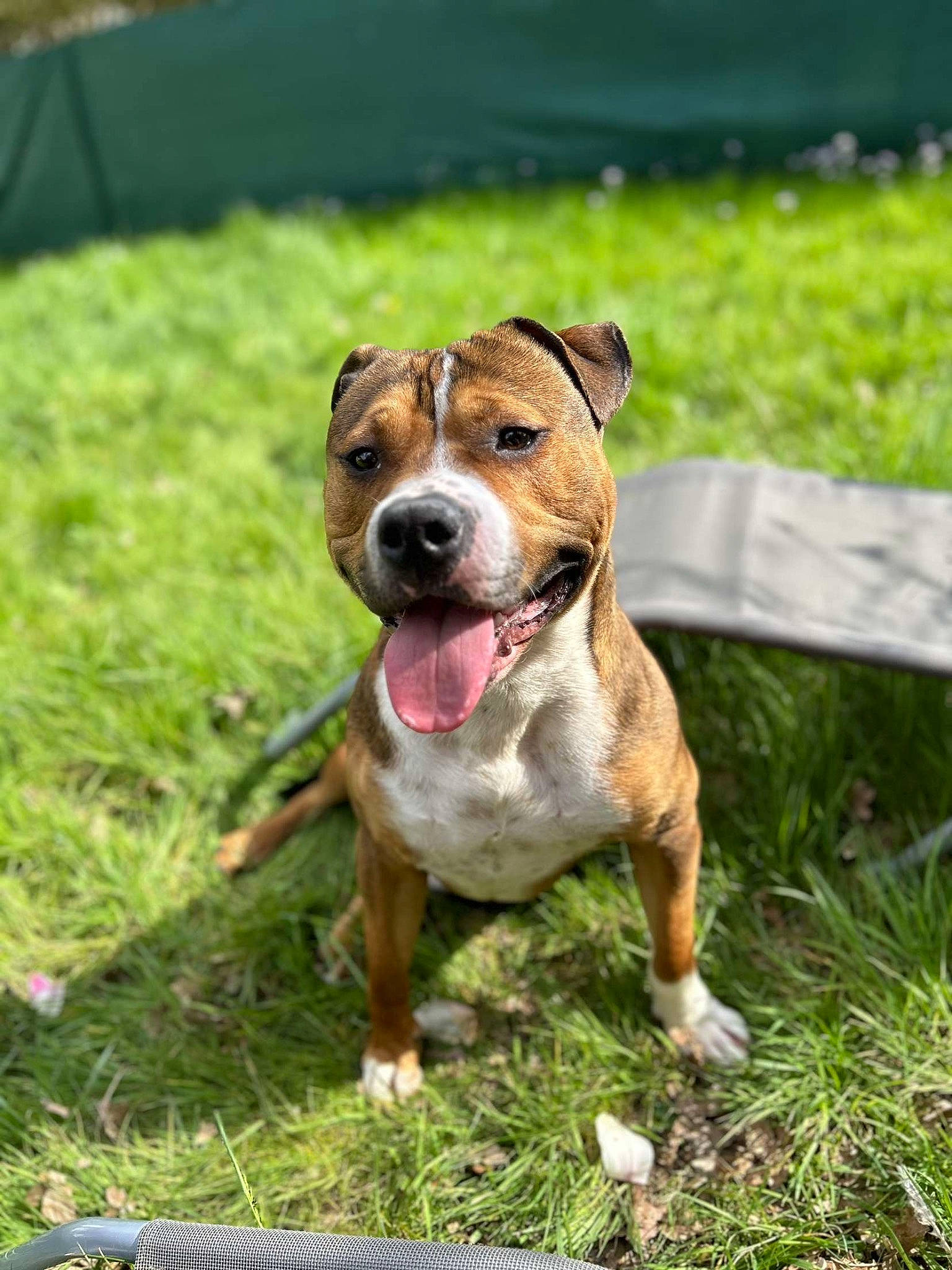 Tago participe au concours pour gagner de l'argent avec cette photo : ancient_dog_breeds, bulldog, carnivore, collar, companion_dog, dog, dog_breed, dog_collar, grass, grassland, groundcover, hound, molosser, non_sporting_group, plant, terrier, whiskers, working_dog