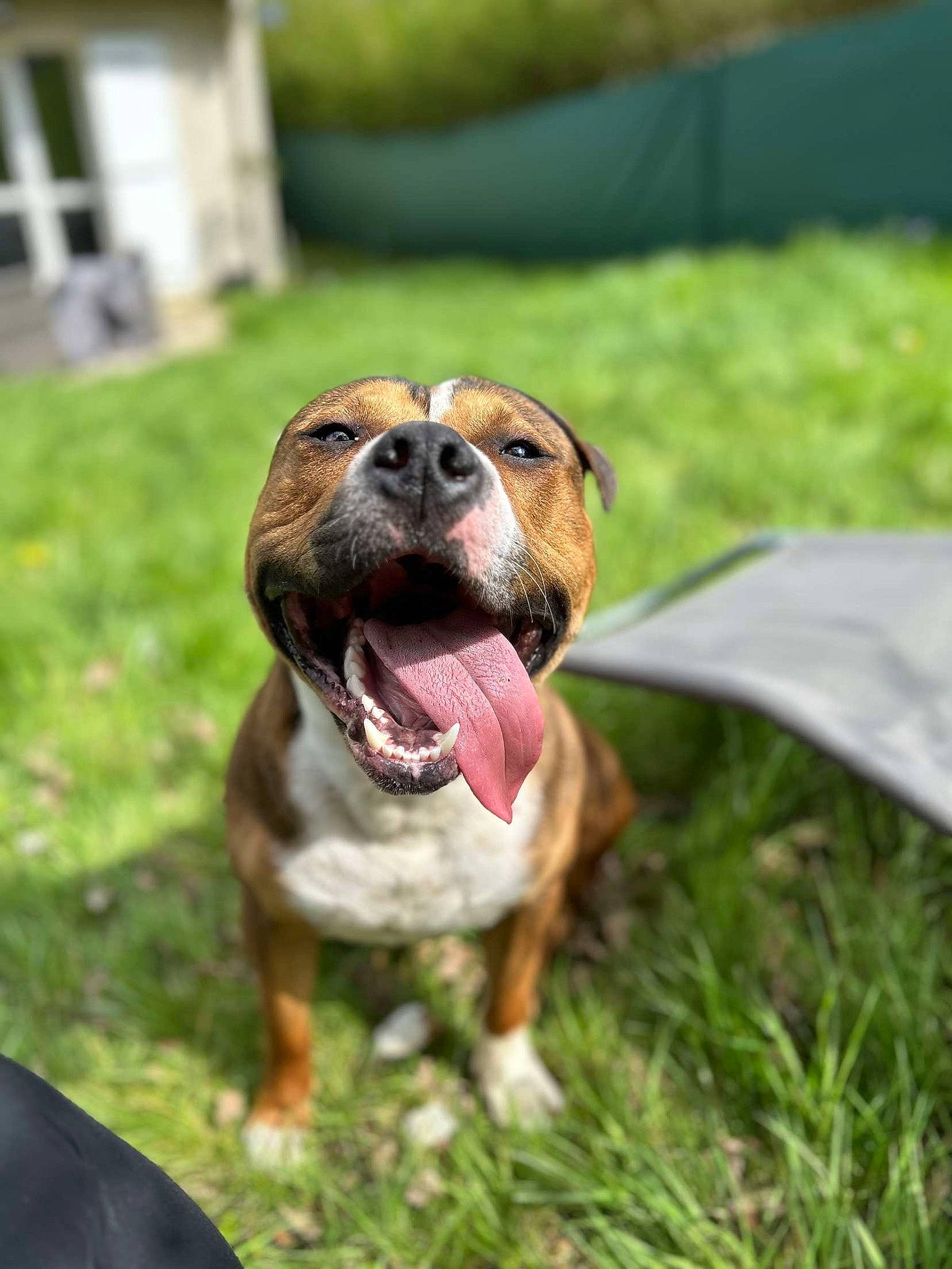 Tago a rejoint le concours — aidez-le/la à gagner de superbes lots ! ancient_dog_breeds, biting, carnivore, collar, companion_dog, dog, dog_breed, dog_collar, grass, guard_dog, hound, hunting_dog, liver, plant, terrestrial_animal, whiskers, working_dog