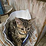 animal, cat, ceramic_bowl, close_up, curious, cute, domestic_cat, ears, feline, fur, indoor, kitten, pet, resting, small_animal, striped_fur, tabby, table, whiskers, wooden_table