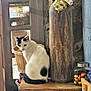 cat, black_and_white, wooden_cabinet, vase, jar, candy, window, natural_light, indoor, decor, furniture, pet, animal, still_life, rustic, relaxed, sitting, quiet, home, cozy