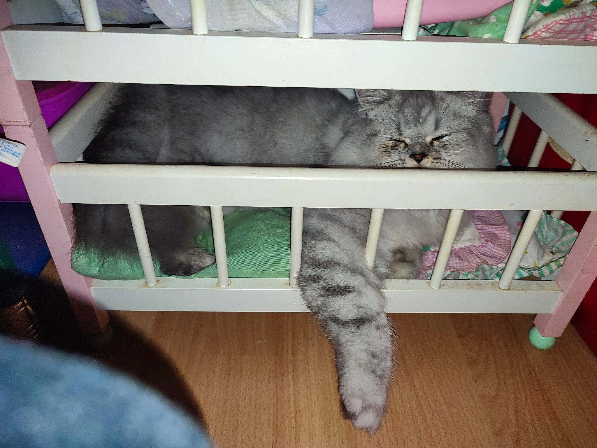 Tiago a rejoint le concours — aidez-le/la à gagner de superbes lots ! baluster, carnivore, cat, comfort, domestic_short_haired_cat, felidae, flooring, fur, grey, hardwood, paw, rectangle, room, shelf, small_to_medium_sized_cats, tail, whiskers, wood