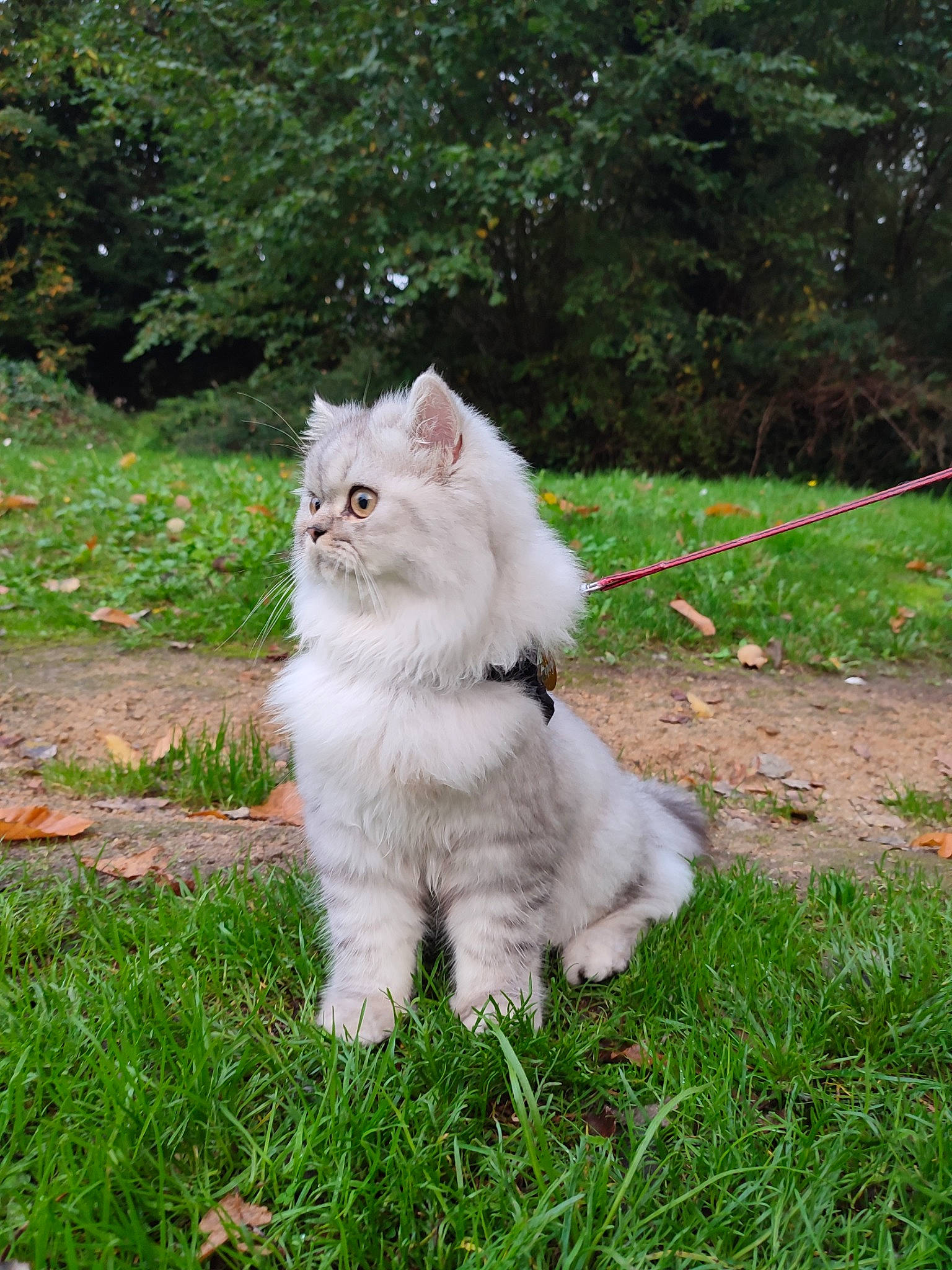 Tiago a rejoint le concours — aidez-le/la à gagner de superbes lots ! canidae, carnivore, cat, companion_dog, domestic_short_haired_cat, fawn, felidae, fur, garden, grass, groundcover, plant, ragdoll, shrub, small_to_medium_sized_cats, snout, tail, terrestrial_animal, tree, whiskers