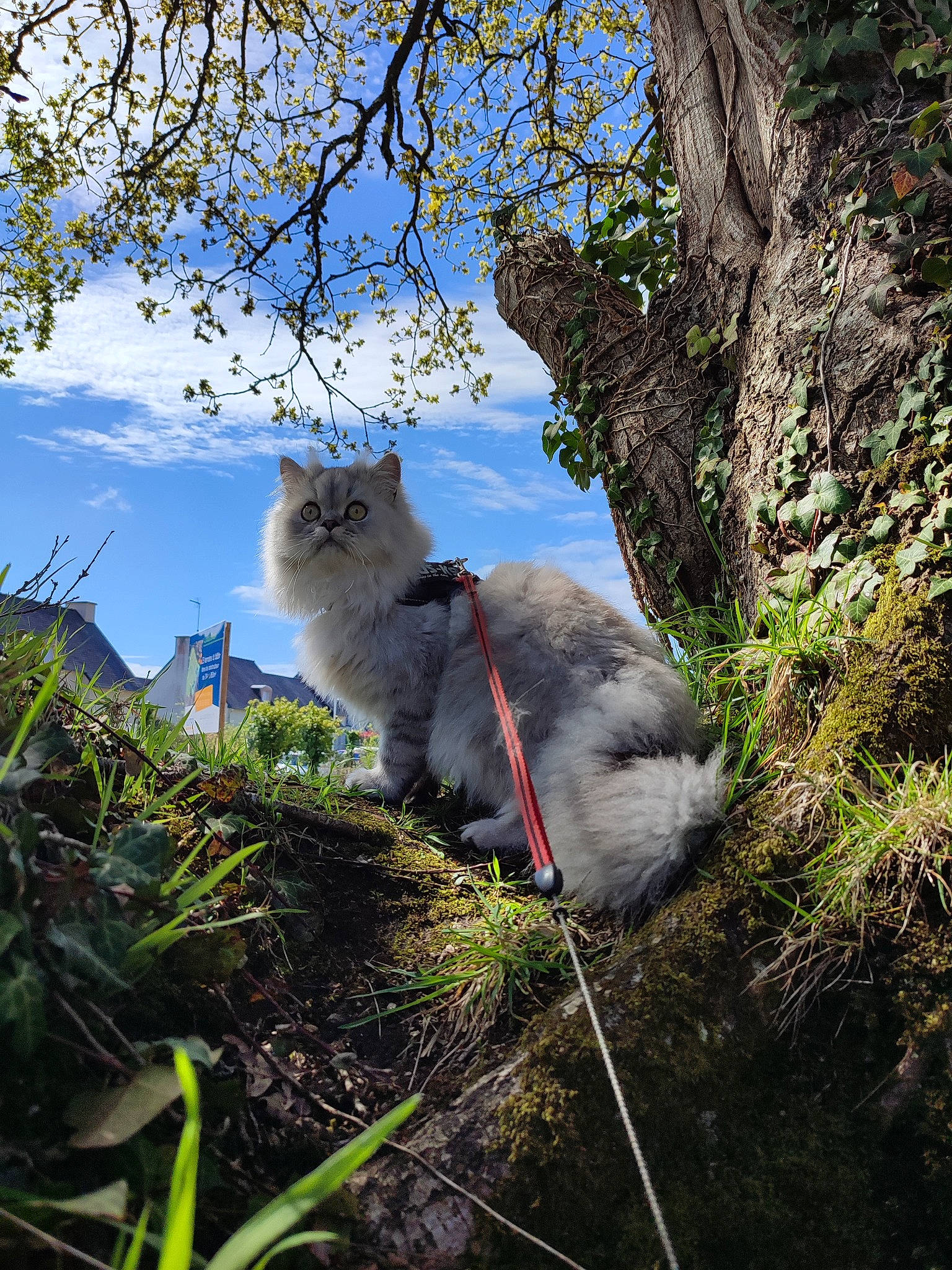Tiago participe au concours pour gagner de l'argent avec cette photo : botany, branch, carnivore, cat, cloud, domestic_short_haired_cat, electric_blue, felidae, fur, grass, plant, sky, small_to_medium_sized_cats, snout, tail, tree, trunk, whiskers, wildlife, wood