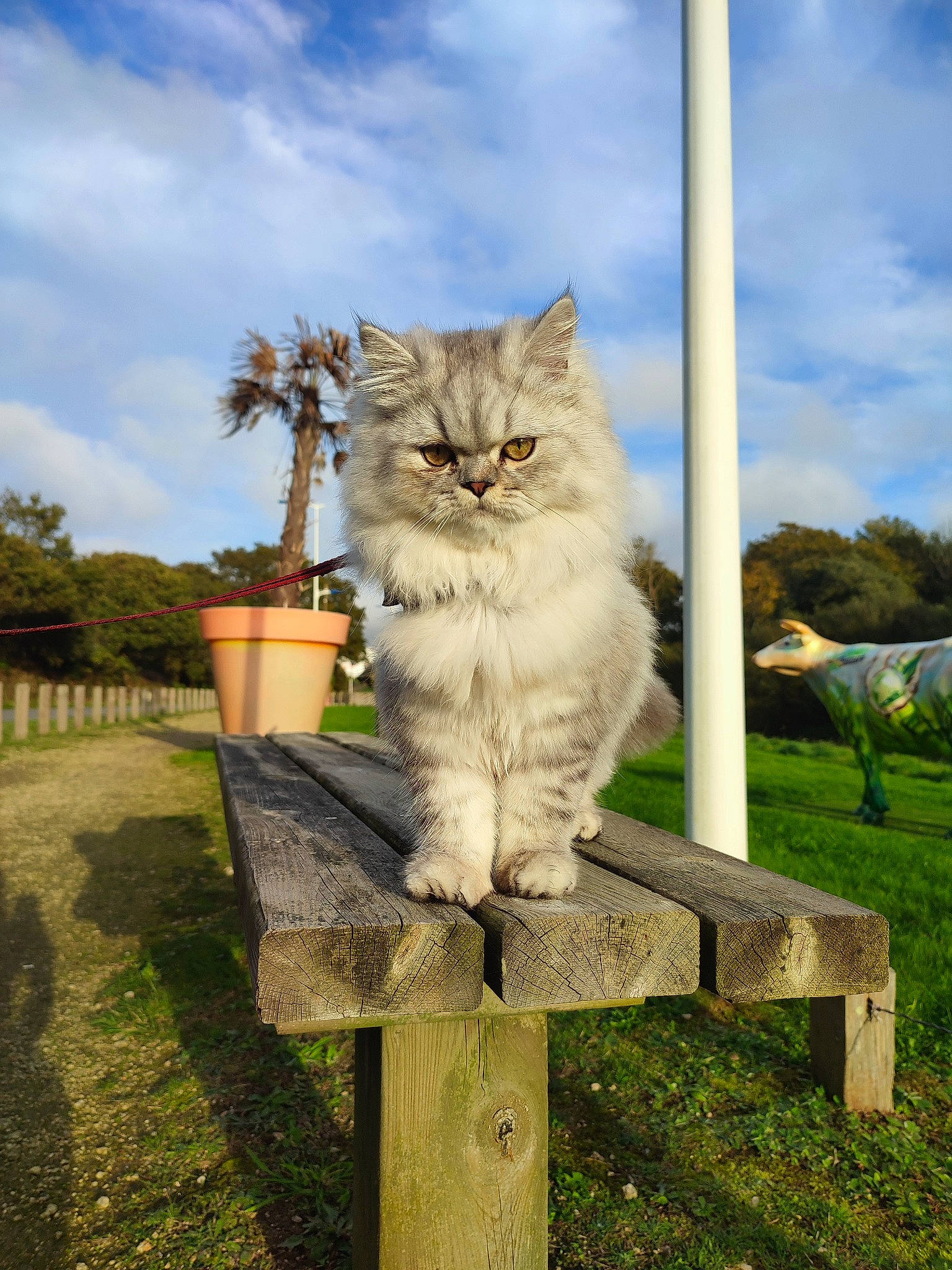 Tiago participe au concours pour gagner de l'argent avec cette photo : art, carnivore, cat, cloud, fawn, felidae, fur, grass, house, landscape, plant, sky, small_to_medium_sized_cats, snout, spring, tail, tree, trunk, whiskers, wood