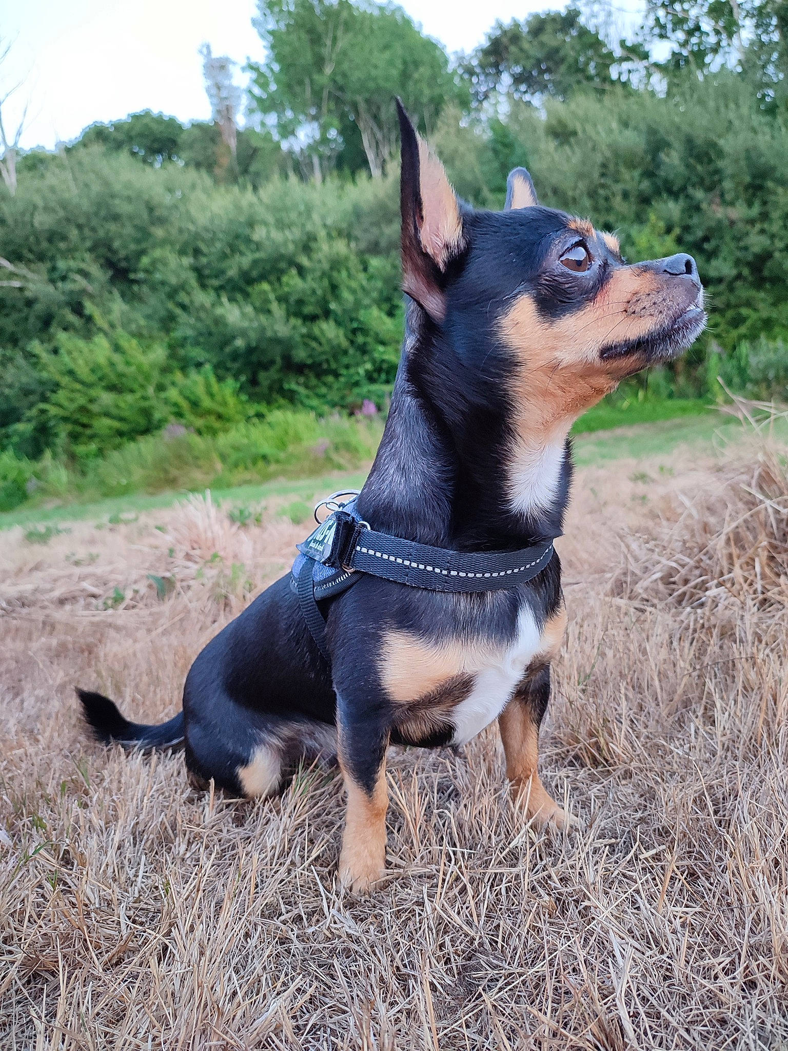 Pepsy a rejoint le concours — aidez-le/la à gagner de superbes lots ! carnivore, collar, companion_dog, dog, dog_breed, dog_collar, dog_supply, fashion_accessory, fawn, grass, guard_dog, herding_dog, leash, plant, sky, snout, sporting_group, tail, tree, working_animal