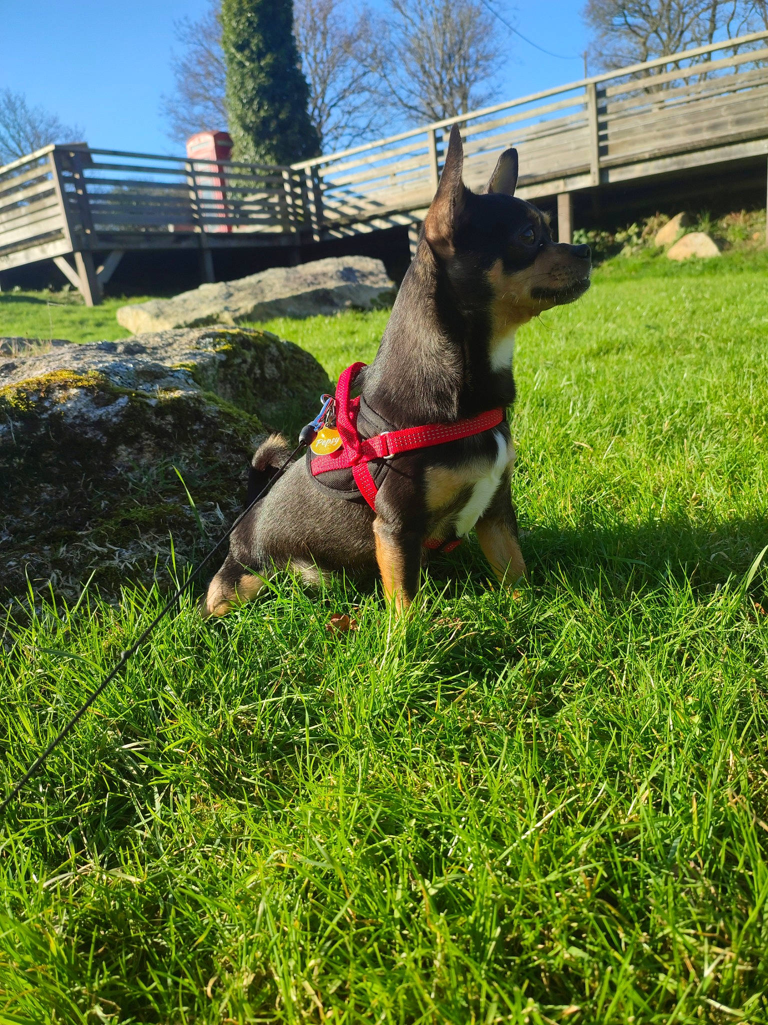 Pepsy participe au concours pour gagner de l'argent avec cette photo : canidae, carnivore, collar, dog, dog_breed, fawn, fence, grass, grassland, groundcover, meadow, pasture, plant, sky, snout, sporting_group, tail, terrestrial_animal, tree, working_animal