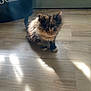 Rogue joined the competition — help win amazing prizes! adorable, animal, calm, cat, cute, domestic, ears, floor, fur, indoor, kitten, light, pet, shadow, sitting, small, sunlight, whiskers, wooden_floor, young