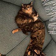 Rogue is registered to the contest to win money with this photo: animal, cat, companion, couch, cozy, cuddle, cute, domestic, feline, fur, indoor, kitten, living_room, pets, relaxing, remote_control, resting, snuggle, sofa, tortoiseshell