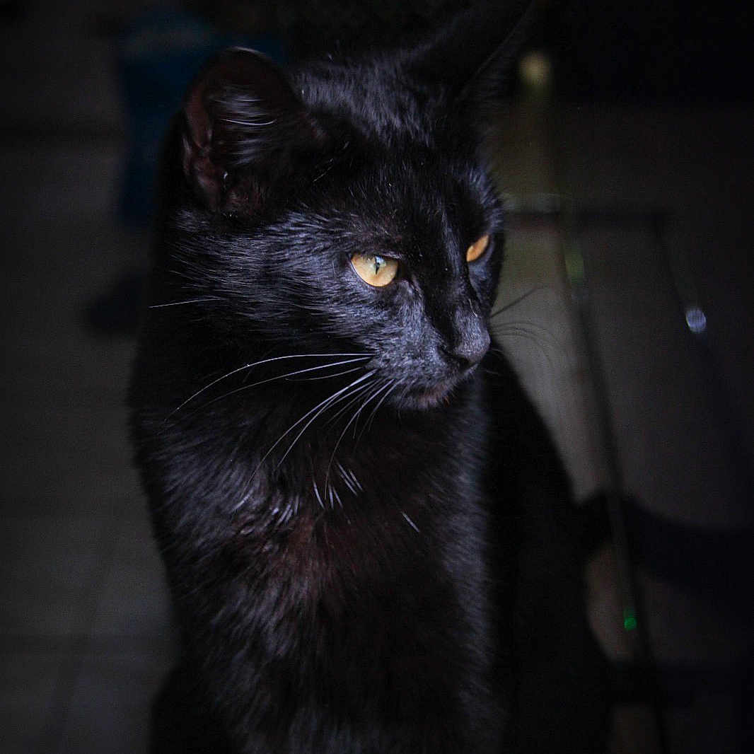Anna a rejoint le concours — aidez-le/la à gagner de superbes lots ! animal, blackcat, cat, pet