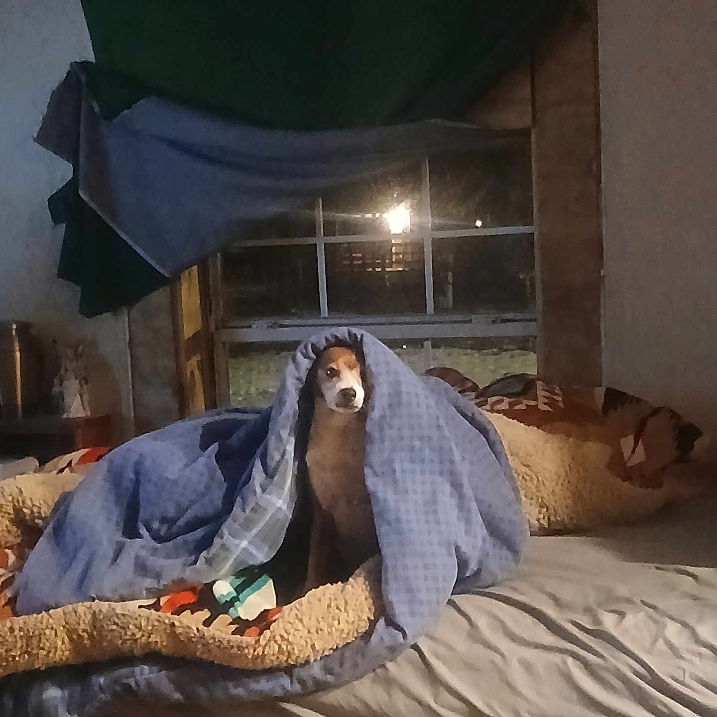 Missy May is registered to the contest to win money with this photo: bed, bedding, bedroom, blanket, canine, cozy, curtain, dog, home, indoor, lamp, looking, night, pet, pillow, quilt, resting, sheet, window, wrapped