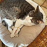 cat, feline, gray_and_white, sleeping, relaxed, curled_up, crossed_paws, whiskers, pink_nose, fur, pet, animal, chair, cushion, wicker, indoor, tile_floor, cozy, portrait, resting