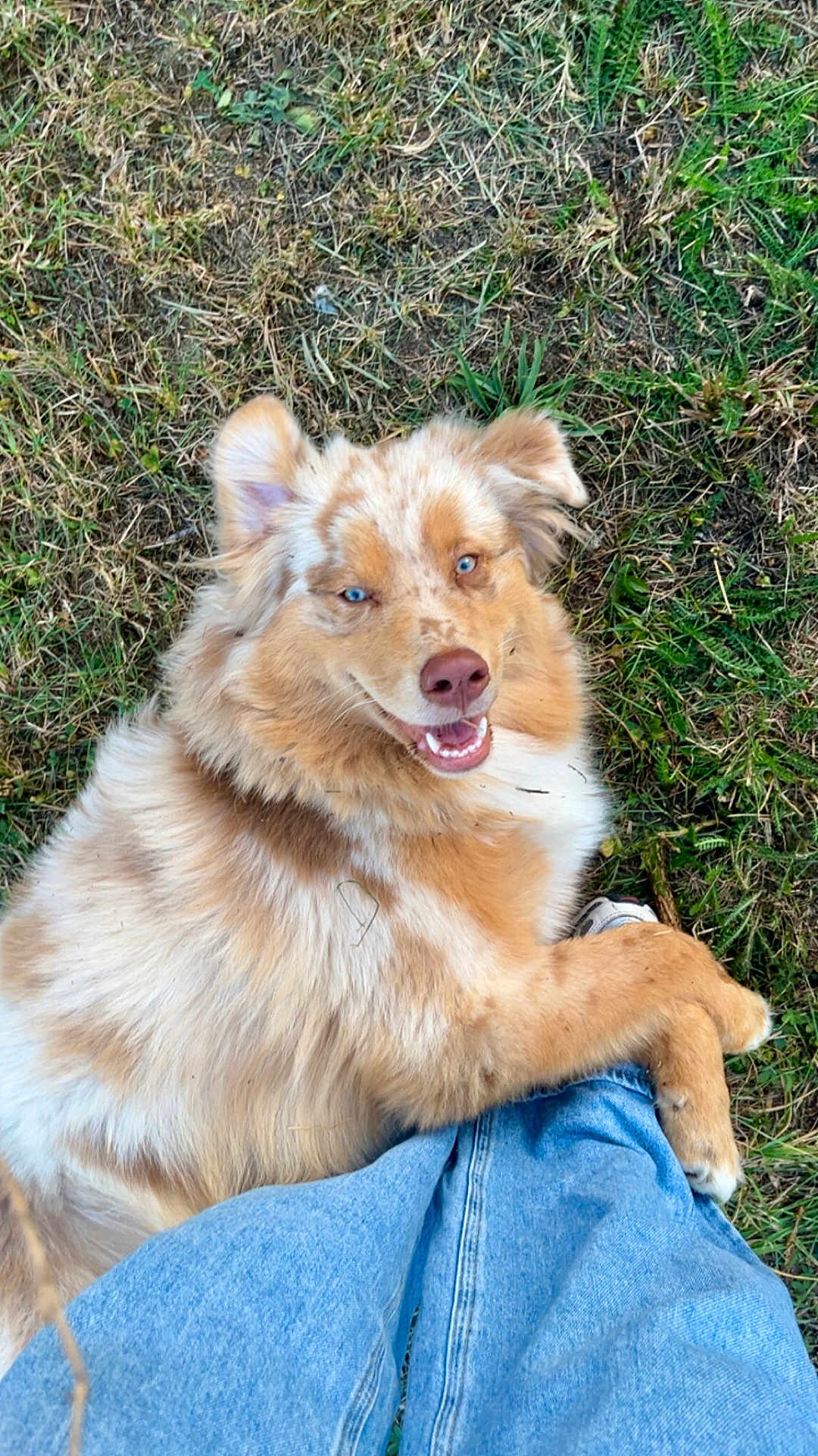 Ace participe au concours pour gagner de l'argent avec cette photo : dog, canine, grass, blue_eyes, fur, happy, smiling, pet, outdoor, nature, paw, jeans, person, playful, mammal, friendly, animal, cute, companion, relaxed