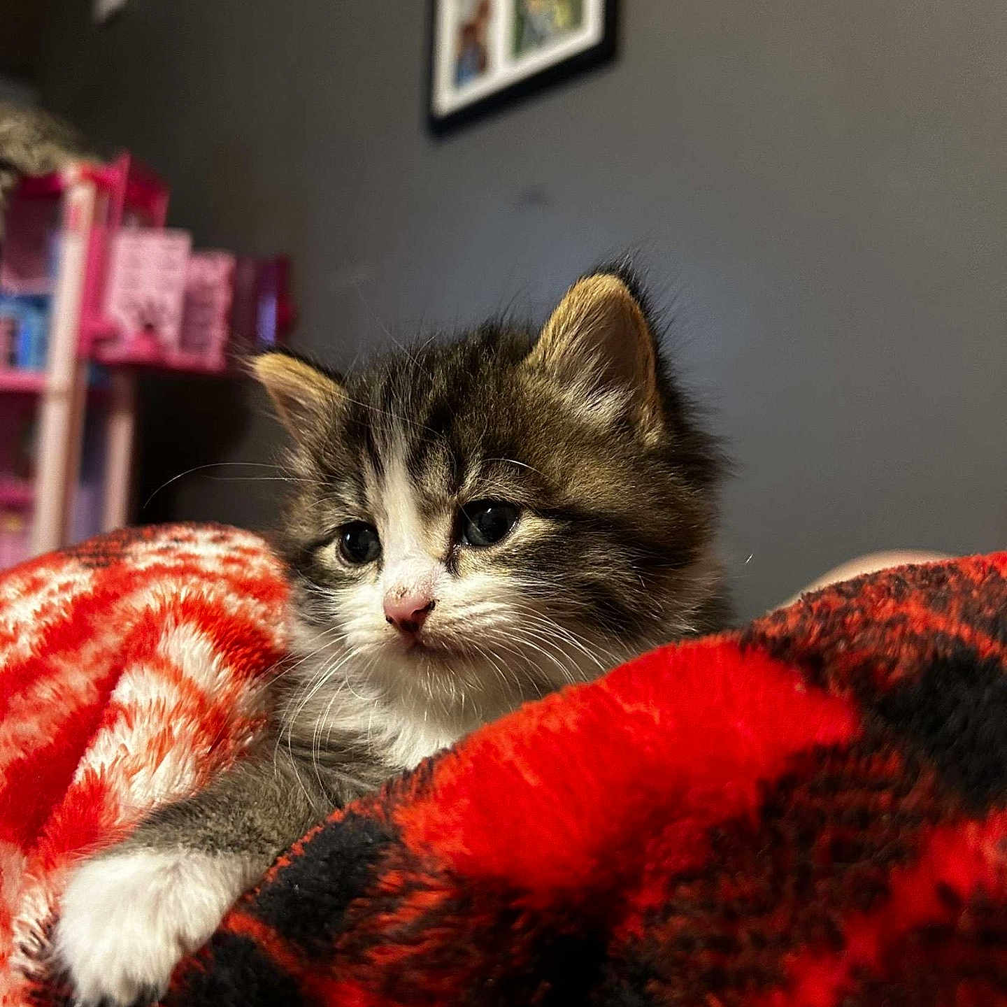 Gus joined the competition — help win amazing prizes! abyssinian, animal, blanket, cat, furniture, kitten, manx, pet, photoframe, quilt