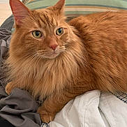 Draco joined the competition — help win amazing prizes! abyssinian, angora, animal, bed, blanket, cat, couch, cushion, furniture, hardwood, homedecor, indoors, kitten, manx, person, pet, pillow, sleeping, stainedwood, wood