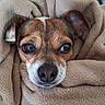 dog, blanket, brown, cozy, cute, pet, fur, snug, wrapped, face, ears, nose, whiskers, indoor, closeup, comfort, sleepy, soft, warm, animal