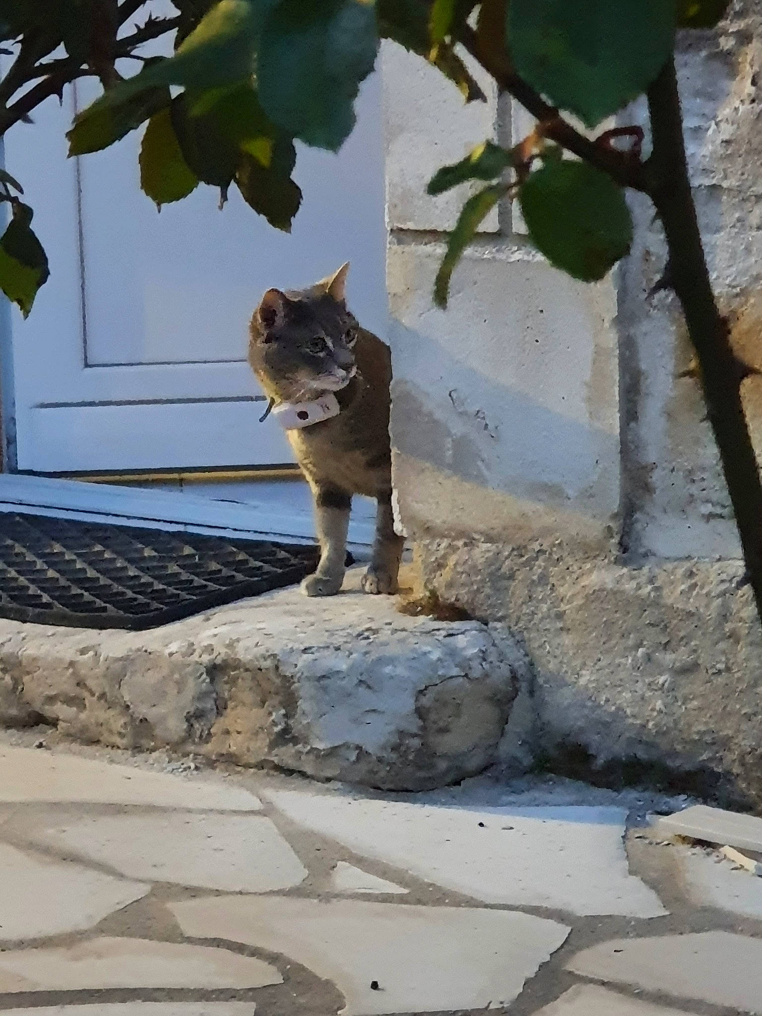 Stitch participe au concours pour gagner de l'argent avec cette photo : aegean_cat, carnivore, cat, domestic_short_haired_cat, european_shorthair, felidae, plant, small_to_medium_sized_cats, tree, whiskers, wildlife