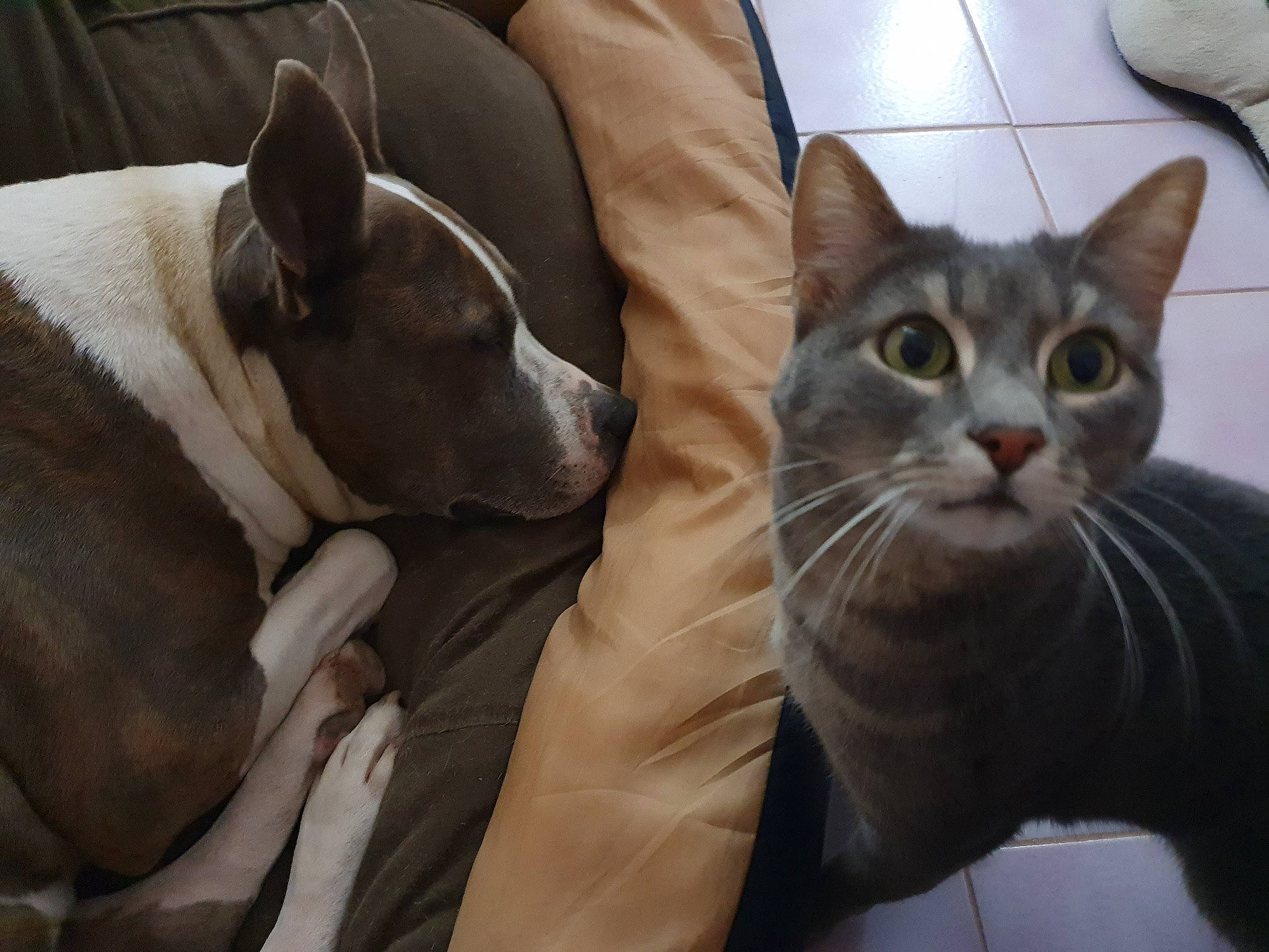 Stitch a rejoint le concours — aidez-le/la à gagner de superbes lots ! canidae, carnivore, cat, dog_breed, domestic_short_haired_cat, fawn, felidae, kitten, mammal, small_to_medium_sized_cats, snout, vertebrate, whiskers