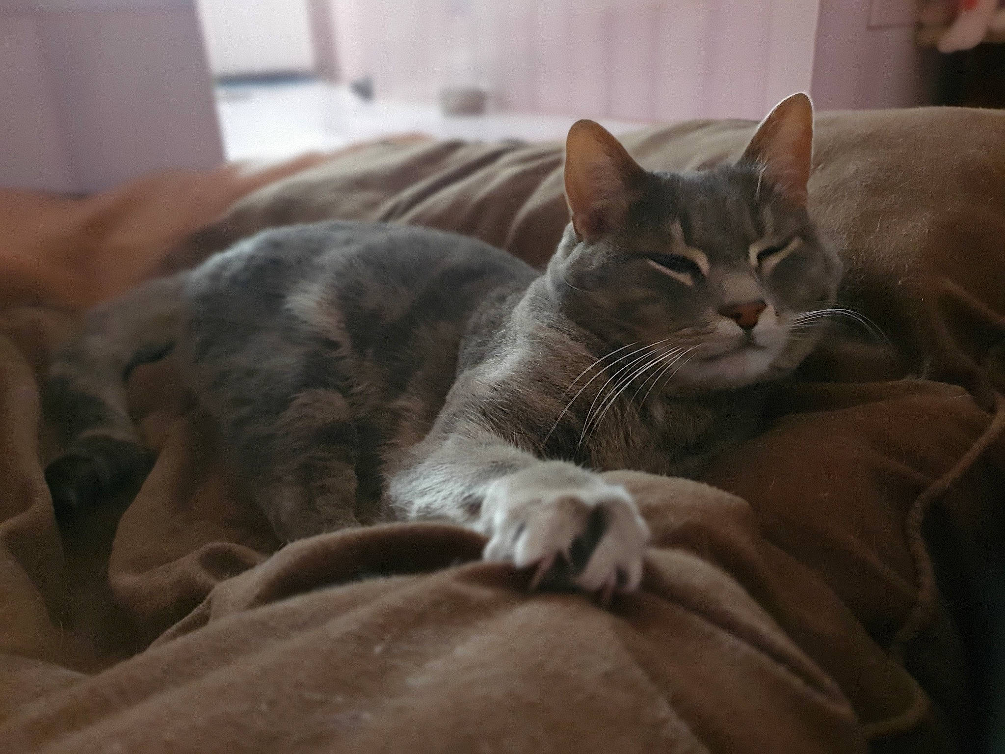 Stitch a rejoint le concours — aidez-le/la à gagner de superbes lots ! asian, australian_mist, burmese, carnivore, cat, domestic_short_haired_cat, dragon_li, ear, european_shorthair, felidae, kitten, korat, mammal, nap, russian_blue, small_to_medium_sized_cats, snout, tabby_cat, vertebrate, whiskers