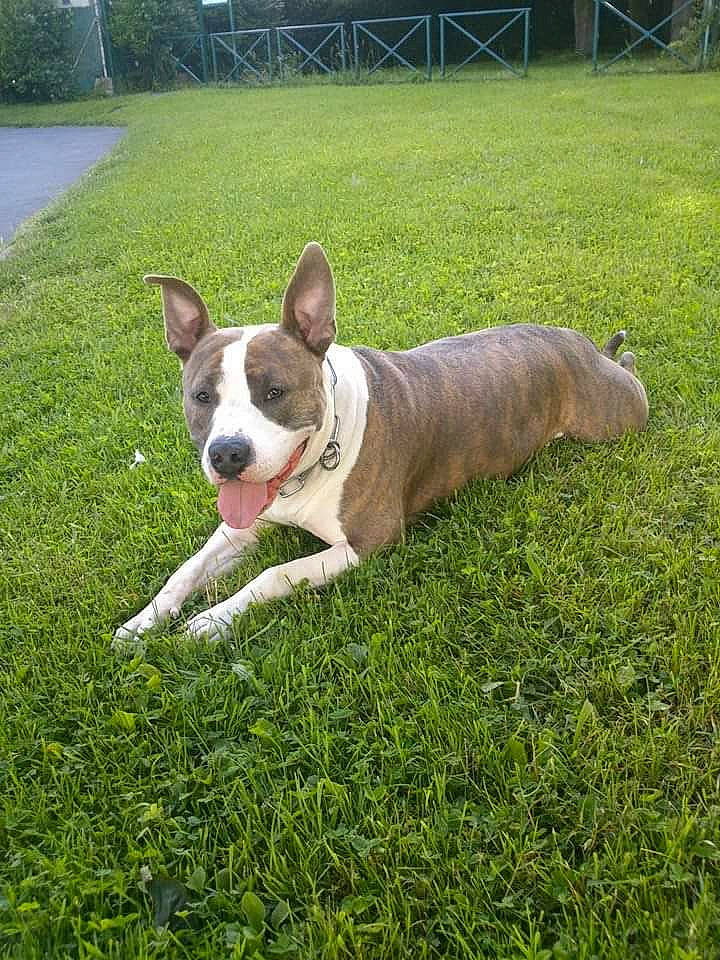 Guizmo a rejoint le concours — aidez-le/la à gagner de superbes lots ! canidae, carmine, carnivore, collar, companion_dog, dog, dog_breed, fawn, fence, flooring, grass, groundcover, lawn, plant, snout, sporting_group, tail, terrestrial_animal, whiskers, working_animal