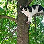 cat, tree, branch, black_and_white, animal, outdoor, green_leaves, nature, feline, pet, curious, sunlight, daylight, wildlife, plant, trunk, closeup, alert, climbing, mammal