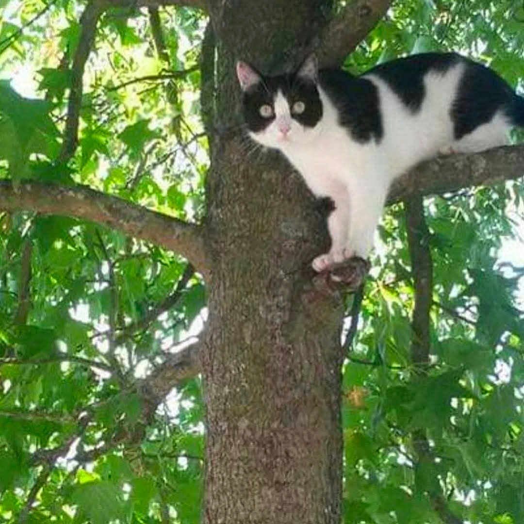 Simba participe au concours pour gagner de l'argent avec cette photo : alert, animal, black_and_white, branch, cat, climbing, closeup, curious, daylight, feline, green_leaves, mammal, nature, outdoor, pet, plant, sunlight, tree, trunk, wildlife
