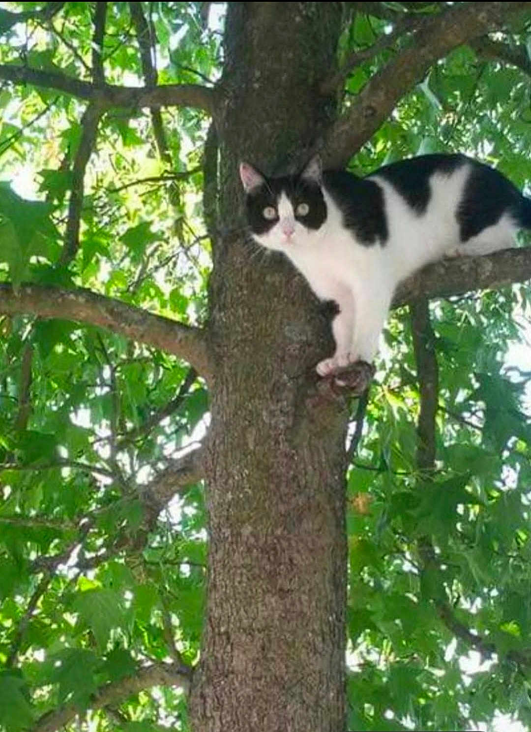 Simba participe au concours pour gagner de l'argent avec cette photo : cat, tree, branch, black_and_white, animal, outdoor, green_leaves, nature, feline, pet, curious, sunlight, daylight, wildlife, plant, trunk, closeup, alert, climbing, mammal