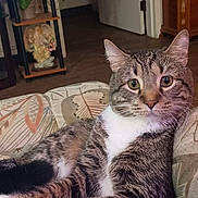 Doug joined the competition — help win amazing prizes! cat, tabby_cat, white_paws, couch, indoor, plant, furniture, door, relaxed, pet, animal, fur, whiskers, eyes, home, cozy, patterned, curious, sitting, comfortable