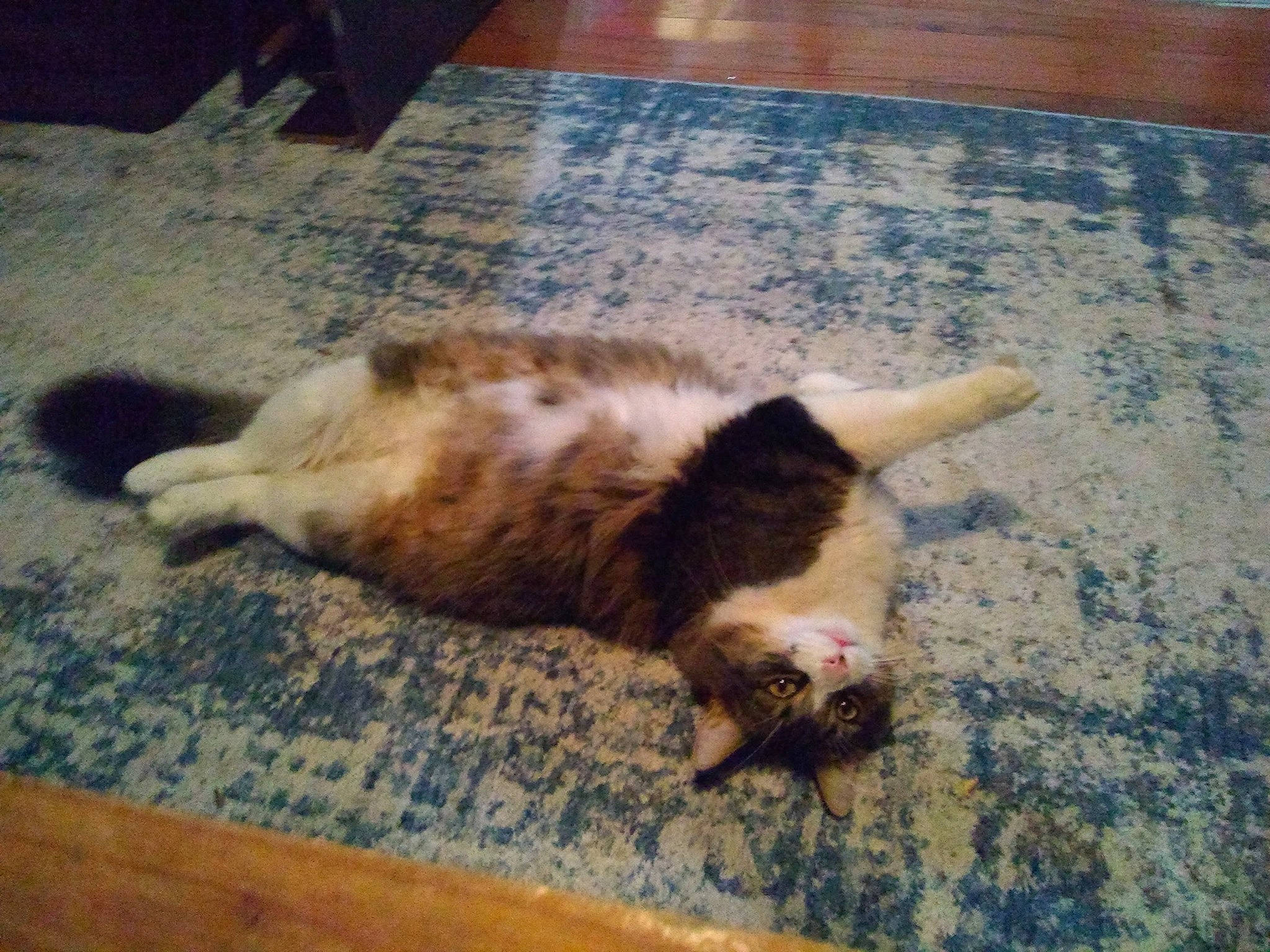 Jefferson joined the competition — help win amazing prizes! canidae, carnivore, cat, comfort, companion_dog, dog_breed, domestic_short_haired_cat, fawn, felidae, floor, flooring, foot, fur, hardwood, paw, small_to_medium_sized_cats, tail, terrestrial_animal, whiskers, wood