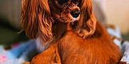 Pepper is registered to the contest to win money with this photo: dog, brown_dog, small_dog, long_ears, pink_bows, curled_up, blanket, cozy, indoor, pet, fur, cute, animal, portrait, side_view, soft_lighting, close_up, domestic_animal, resting, furry