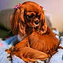 dog, brown_dog, small_dog, long_ears, pink_bows, curled_up, blanket, cozy, indoor, pet, fur, cute, animal, portrait, side_view, soft_lighting, close_up, domestic_animal, resting, furry