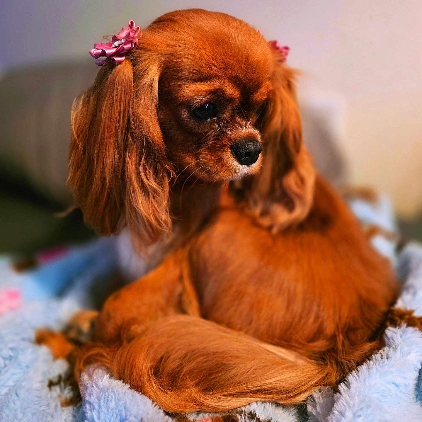 Pepper is registered to the contest to win money with this photo: animal, blanket, brown_dog, close_up, cozy, curled_up, cute, dog, domestic_animal, fur, furry, indoor, long_ears, pet, pink_bows, portrait, resting, side_view, small_dog, soft_lighting