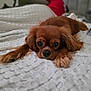 Pepper joined the competition — help win amazing prizes! dog, brown_dog, bed, blanket, white_blanket, lying_down, pet, fur, cute, indoors, resting, animal, canine, looking_at_camera, ears, paw, soft_texture, relaxed, cozy, bedroom