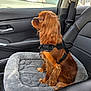 Pepper is registered to the contest to win money with this photo: animal, black_harness, brown_dog, canine, car_interior, companion, dog, domestic_animal, fur, gray_bed, indoor, leather_seat, passenger_seat, pet_bed, seatbelt, side_view, sitting, travel, vehicle, window