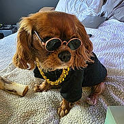 Pepper joined the competition — help win amazing prizes! accessory, animal, bed, bedroom, black_clothing, blanket, bone, canine, companion, cute, dog, fashion, fur, gold_chain, indoor, pet, pillow, relaxed, sunglasses, toy