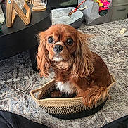 Pepper is registered to the contest to win money with this photo: dog, brown_dog, pet, basket, floor_rug, living_room, toy, dog_bed, cozy, furniture, curious, small_dog, indoor, carpet, woven_basket, cute, household, companion, animal, portrait
