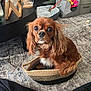 dog, brown_dog, pet, basket, floor_rug, living_room, toy, dog_bed, cozy, furniture, curious, small_dog, indoor, carpet, woven_basket, cute, household, companion, animal, portrait