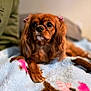 Pepper is registered to the contest to win money with this photo: dog, brown_dog, small_dog, pet, animal, blanket, indoor, cozy, ears, bow, fur, cute, lying_down, looking_away, soft_texture, warm_lighting, companion, domestic, mammal, relaxing