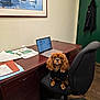 Pepper is registered to the contest to win money with this photo: black_outfit, boat, brown_dog, computer, curious, desk, dog, furniture, green_door, indoor, jacket, laptop, office_chair, painting, papers, pet, room, sitting, wooden_floor, workplace
