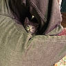 Niko joined the competition — help win amazing prizes! kitten, cat, curious, hiding, pants, fabric, indoor, cozy, pet, animal, cute, eyes, whiskers, playful, small, young, domestic, feline, texture, sewing
