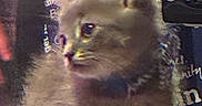 Niko is registered to the contest to win money with this photo: kitten, cat, furry, pet, collar, bell, indoor, bag, text, electronic_device, lg, curious, side_view, animal, closeup, soft_focus, brown, cute, domestic, young