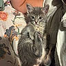 Niko joined the competition — help win amazing prizes! kitten, cat, gray_cat, pet, fluffy, bedspread, floral_pattern, person_arm, resting, indoor, cute, feline, young_animal, whiskers, fur, paw, curious, domestic_animal, relaxed, comfort