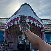 Niko joined the competition — help win amazing prizes! kitten, cat, animal, shark_mouth, building, hand, person, sky, cloudy, teeth, entrance, door, sign, rope, railing, outdoor, funny, playful, illusion, gray_cat