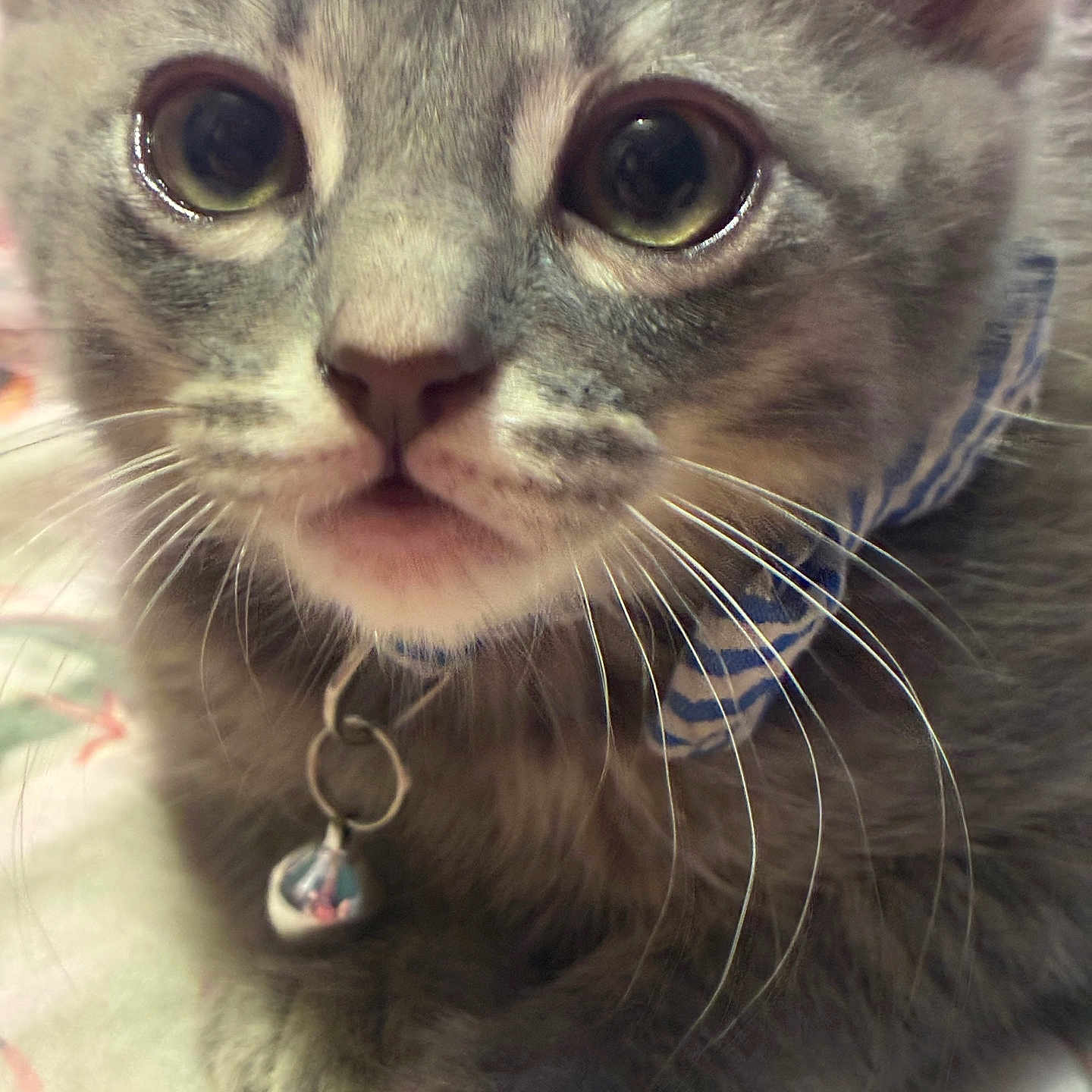 Niko joined the competition — help win amazing prizes! cat, kitten, gray_fur, whiskers, close_up, collar, bell, pet, cute, curious, animal, feline, indoor, young_cat, face, eyes, soft_fur, domestic_cat, resting, portrait