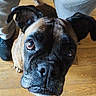 dog, canine, close_up, portrait, black_and_brown, short_hair, wide_eyes, brown_eyes, floppy_ears, muzzle, nose, whiskers, pet, indoors, wooden_floor, home, sitting, lying_down, funny_expression, photography