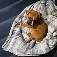 Lil Man is registered to the contest to win money with this photo: puppy, dog, blanket, plaid, cozy, couch, pet, young, brown, fur, animal, cute, indoor, soft, resting, looking_up, small, companion, comfort, adorable