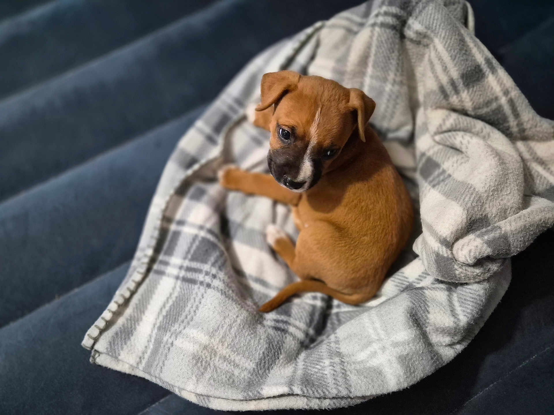 Lil Man is registered to the contest to win money with this photo: puppy, dog, blanket, plaid, cozy, couch, pet, young, brown, fur, animal, cute, indoor, soft, resting, looking_up, small, companion, comfort, adorable
